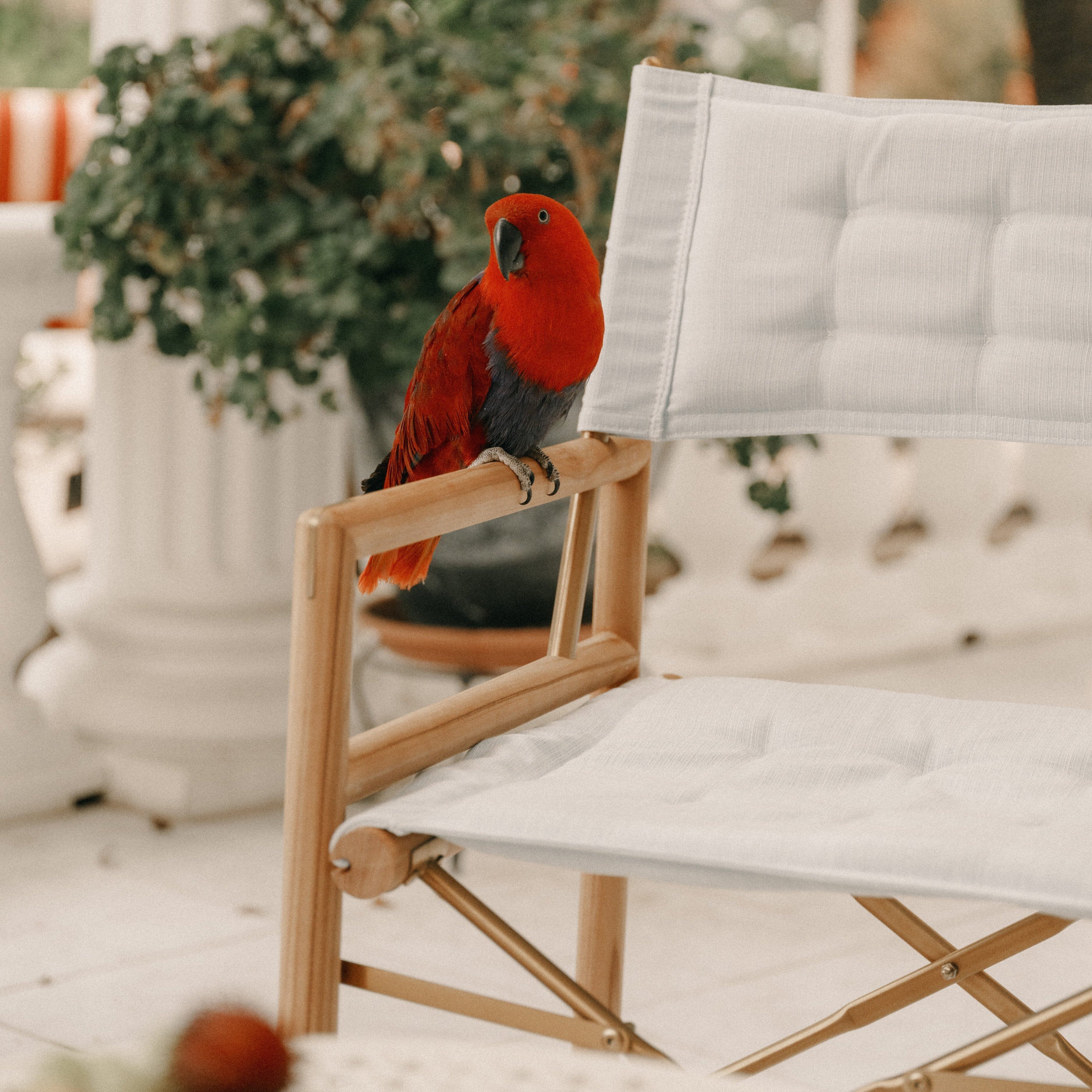 The WES Directors Chair in Sky Blue | Teakwood Gold Frame Wes Director Chair Kit Business & Pleasure Co Aus 